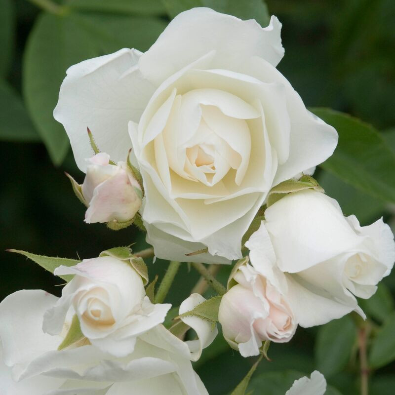 Rosier à fleurs groupées Iceberg (Fée des neiges)