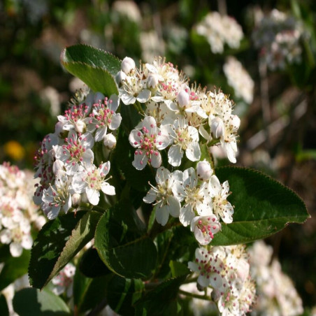 Aronia à fruits noirs