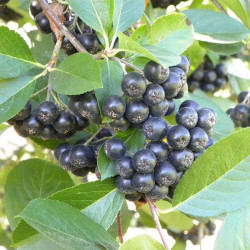 Aronia à fruits noirs