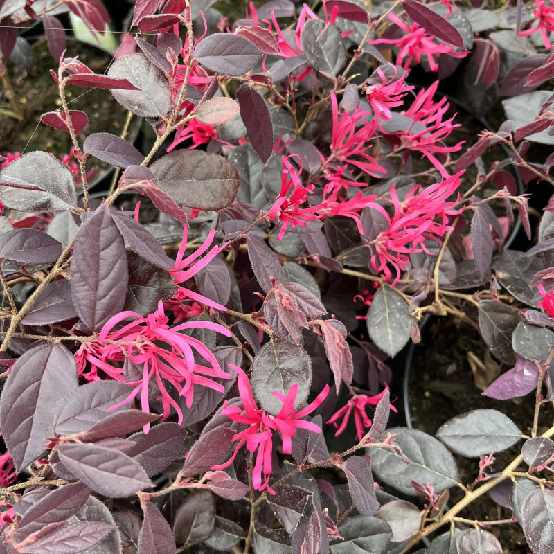 Loropetalum chinense rouge de la Marjorie