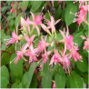 Fuchsia Walz Jubelteen