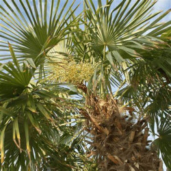 Trachycarpus fortunei - Palmier de Chine