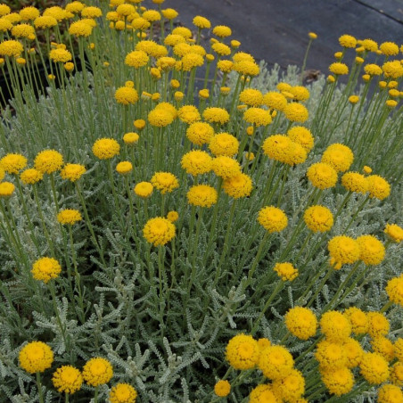 Santolina chamaecyparissus - Santoline argentée