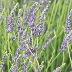 Lavande intermedia Dutch - Lavandin