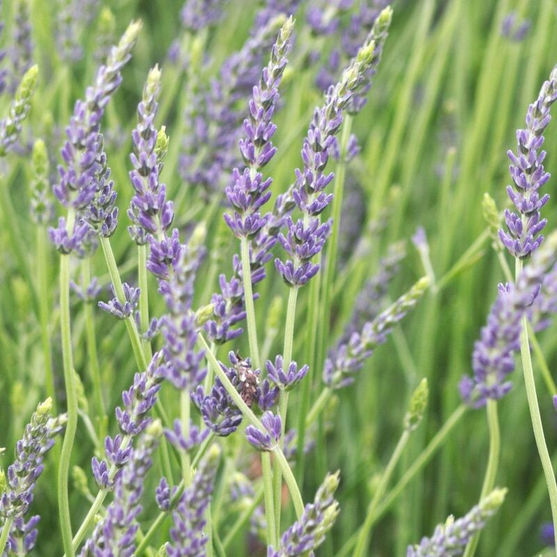 Lavande intermedia Dutch - Lavandin