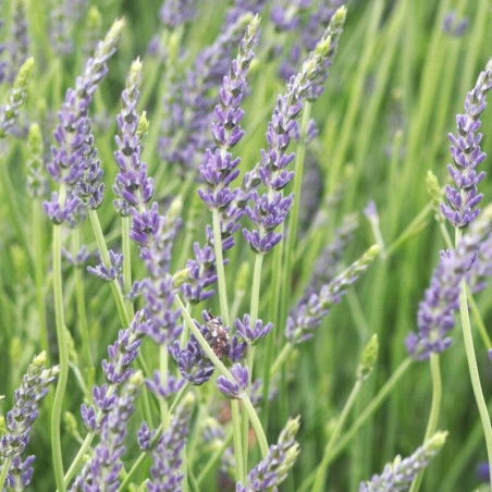 Lavande intermedia Dutch - Lavandin