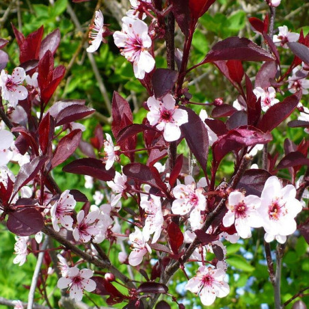 Prunus cistena - Prunier des sables