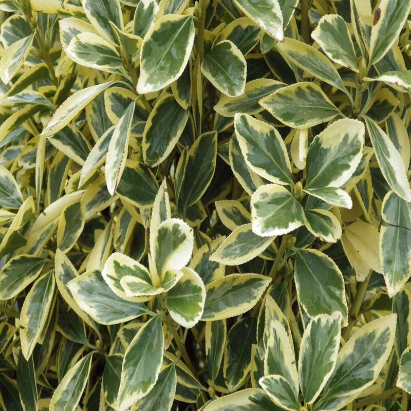 Euonymus japonicus Bravo - Fusain du Japon