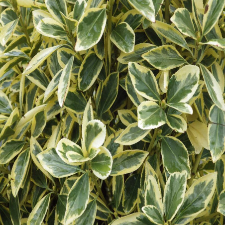 Euonymus japonicus Bravo - Fusain du Japon