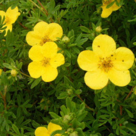 Potentilla fruticosa Goldfinger - Potentille arbustive