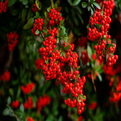 Pyracantha coccinea Red Column - Buisson ardent Red Column
