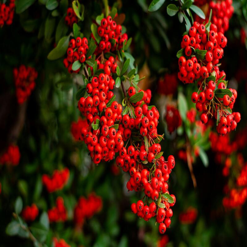 Pyracantha coccinea Red Column - Buisson ardent Red Column