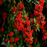 Pyracantha coccinea Red Column - Buisson ardent Red Column