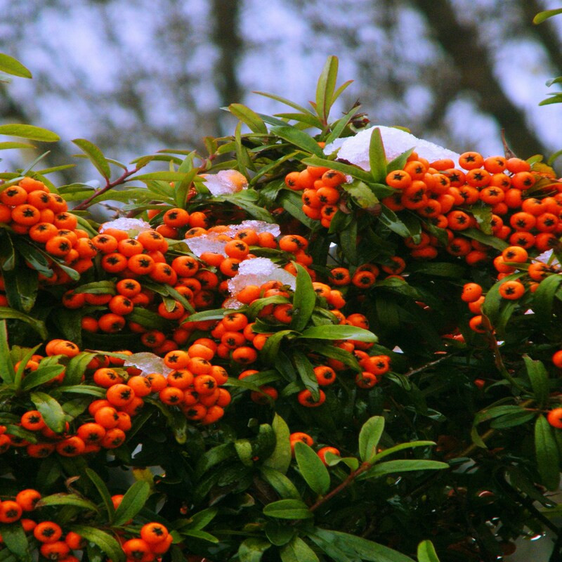 Pyracantha Orange Glow - Buisson ardent