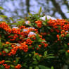 Pyracantha Orange Glow - Buisson ardent