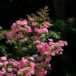 Lagerstroemia indica Rhapsody in PINK - Lilas des Indes