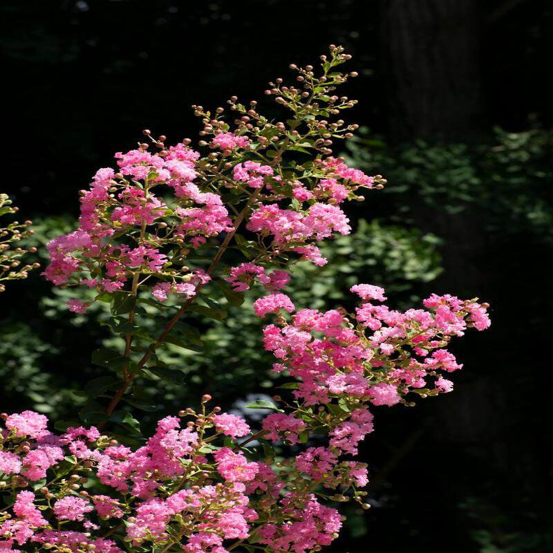 Lagerstroemia indica Rhapsody in PINK - Lilas des Indes rose