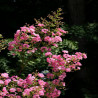 Lagerstroemia indica Rhapsody in PINK - Lilas des Indes rose