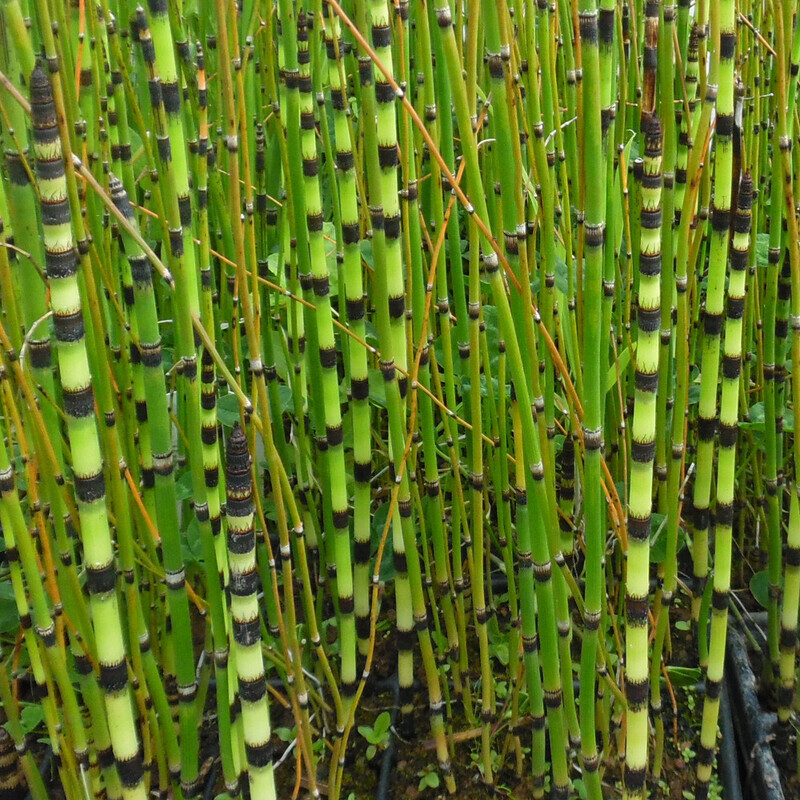 Prêle d'hiver - Equisetum hyemale (japonicum)
