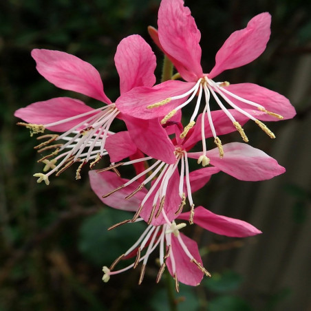 Gaura lindheimeri Red Color - Gaura rouge