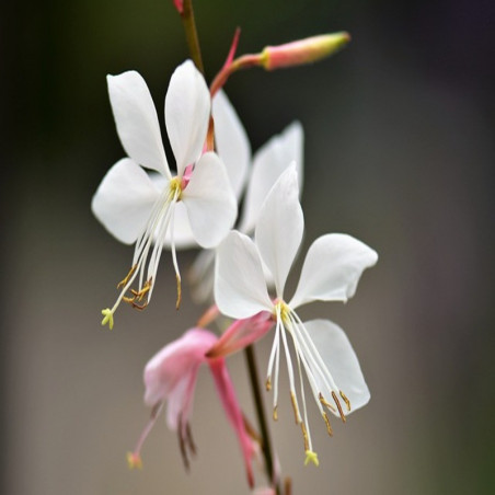 Gaura lindheimeri Blanche - Gaura de Lindheimer