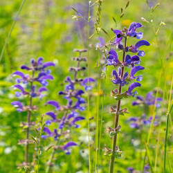 Sauge des marais - Salvia uliginosa