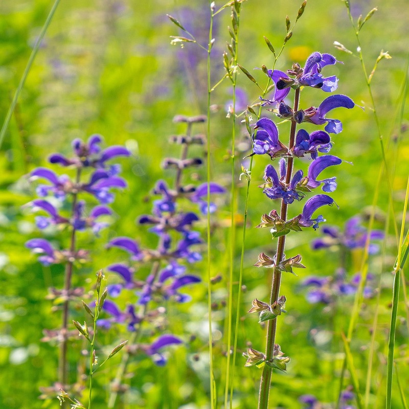 Sauge des marais - Salvia uliginosa