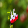 Sauge arbustive - Salvia microphylla Hot Lips