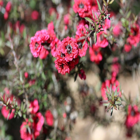 Leptospermum scoparium Red damask - Manuka  rouge - Arbre à thé rouge