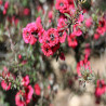 Leptospermum scoparium Red damask - Manuka  rouge - Arbre à thé rouge