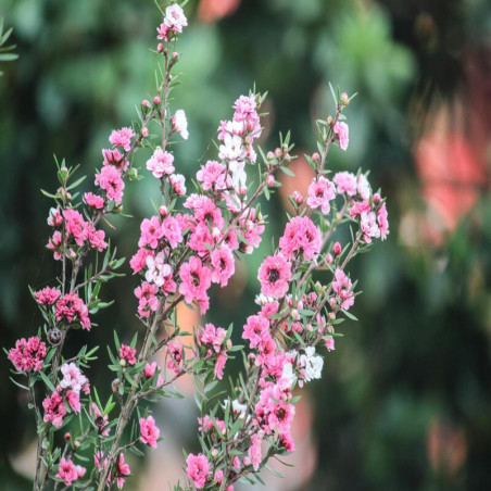Leptospermum scoparium Jubilee - Manuka rose - Arbre à thé rose