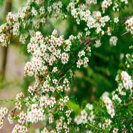 Leptospermum scoparium blanc - Manuka blanc - Arbre à thé blanc