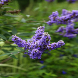 vitex agnus castus latifolia - Arbre à poivre bleu