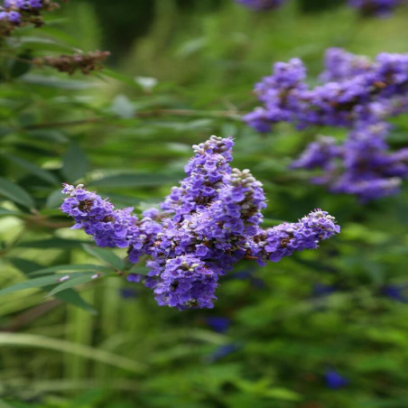 vitex agnus castus latifolia - Arbre à poivre bleu