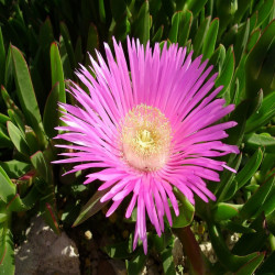 Carpobrotus - Griffe de sorcière