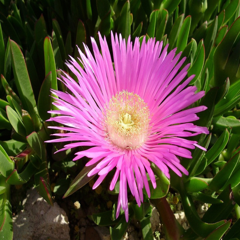 Carpobrotus - Griffe de sorcière