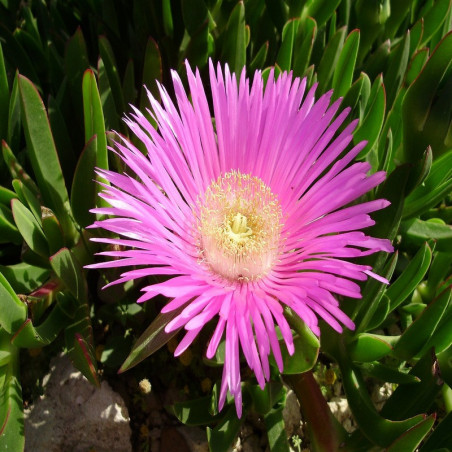 Carpobrotus - Griffe de sorcière