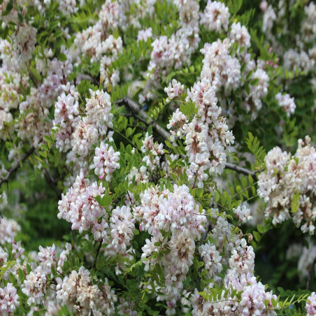 aralia - Fatsia japonica