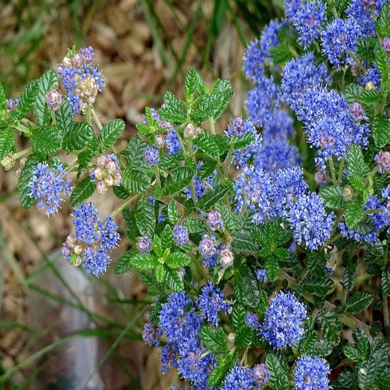 Ceanothus thyrsiflorus repens - lilas de californie - ceanothe repens