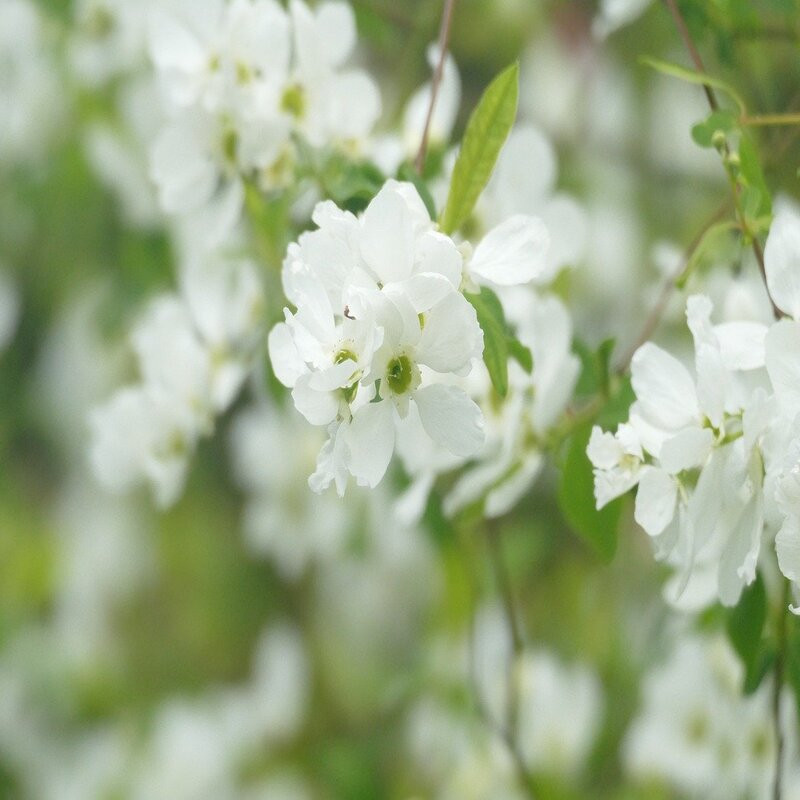 Exochorda x macrantha The Bride