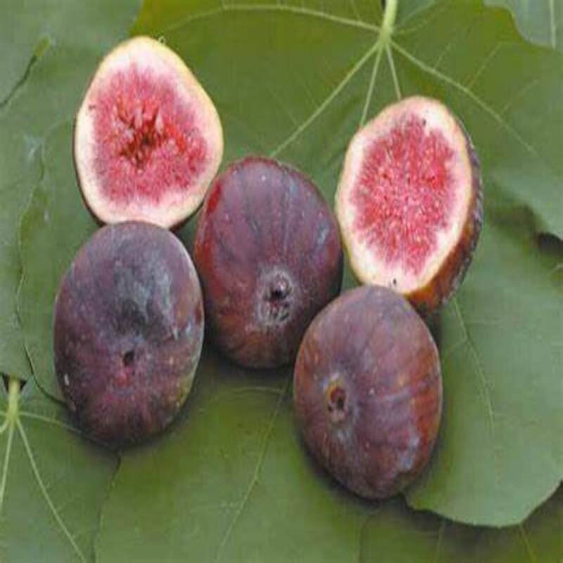 Figuier Brown Turkey