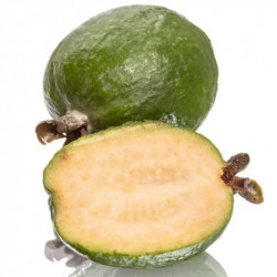 Feijoa sellowiana mammouth - Goyavier du Brésil