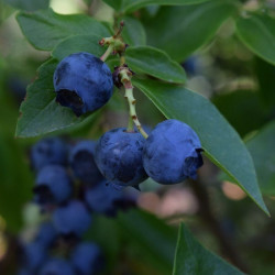 Vaccinium corymbosum Ivanhoe - Myrtille Ivanohé