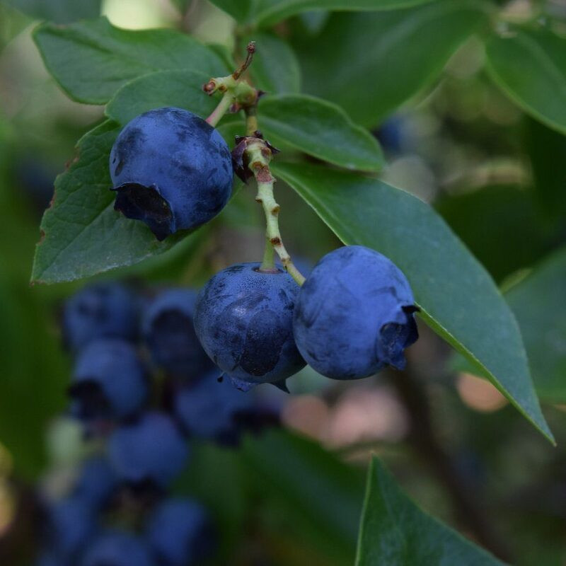 Vaccinium corymbosum Ivanhoe - Myrtille Ivanohé