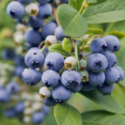 Vaccinium corymbosum Spartan - Myrtille Spartan