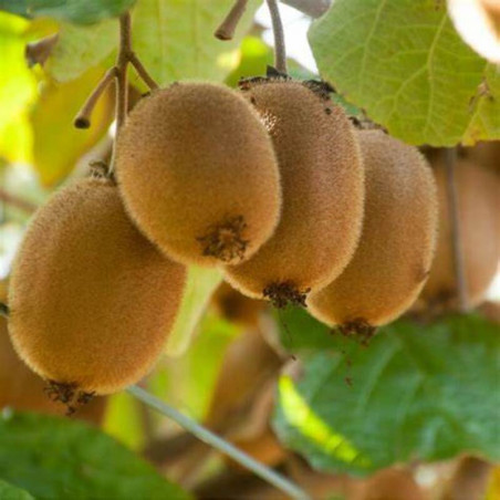 Actinidia chinensis - Kiwi hayward femelle