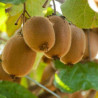 Actinidia chinensis - Kiwi hayward femelle