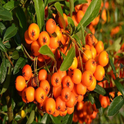 Hippophae rhamnoides Friesdorfer Orange - Argousier