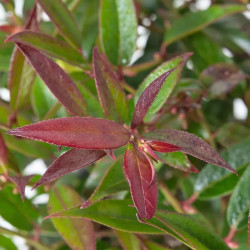 Leucothoe walteri Royal Ruby