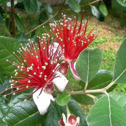 Feijoa sellowiana mammouth - Goyavier du Brésil